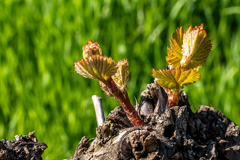 Entdeckt in den Weingärten - Ein Weinstock zeigt Stärke! - Foto: JoSt © 2022